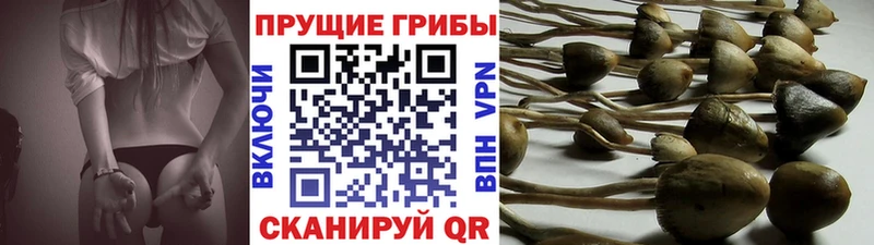 где купить наркоту Углегорск Псилоцибиновые грибы GOLDEN TEACHER